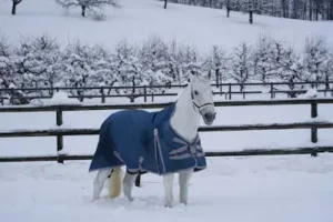 The Best Cleaning Tools for White Horse