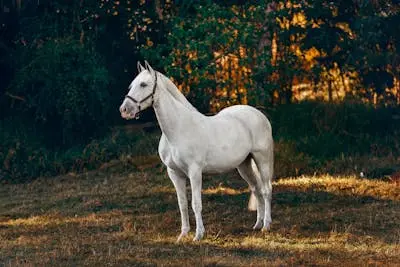 The Best Cleaning Tools for White Horse